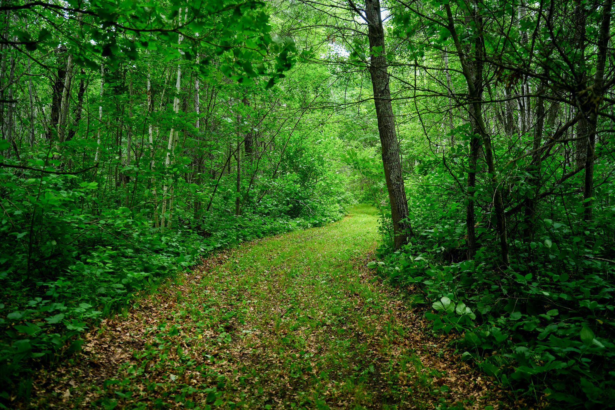 land for sale at 25820 County Road 26 in Sebeka, MN (photo 51 of 105)