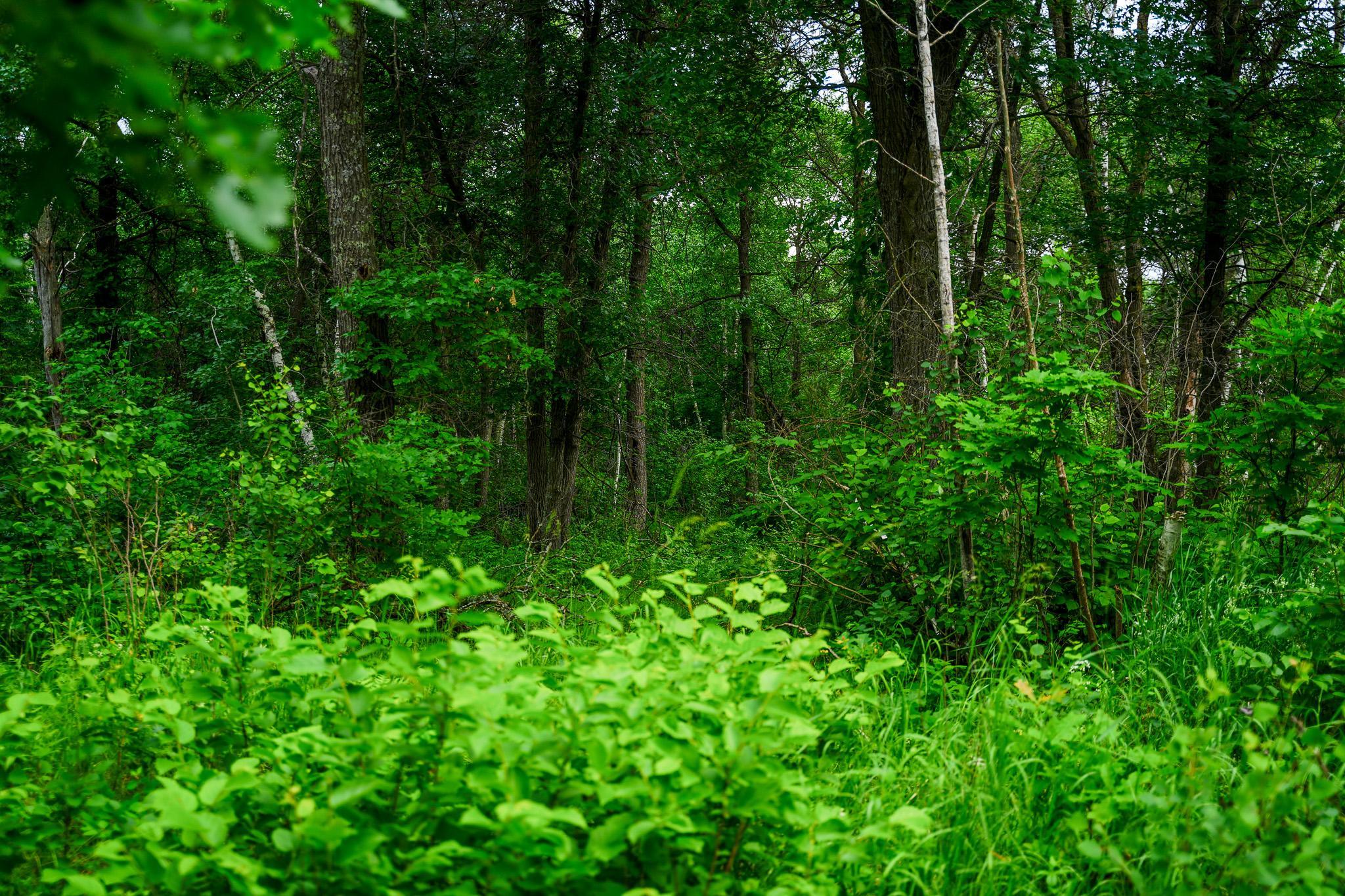 land for sale at 25820 County Road 26 in Sebeka, MN (photo 53 of 105)