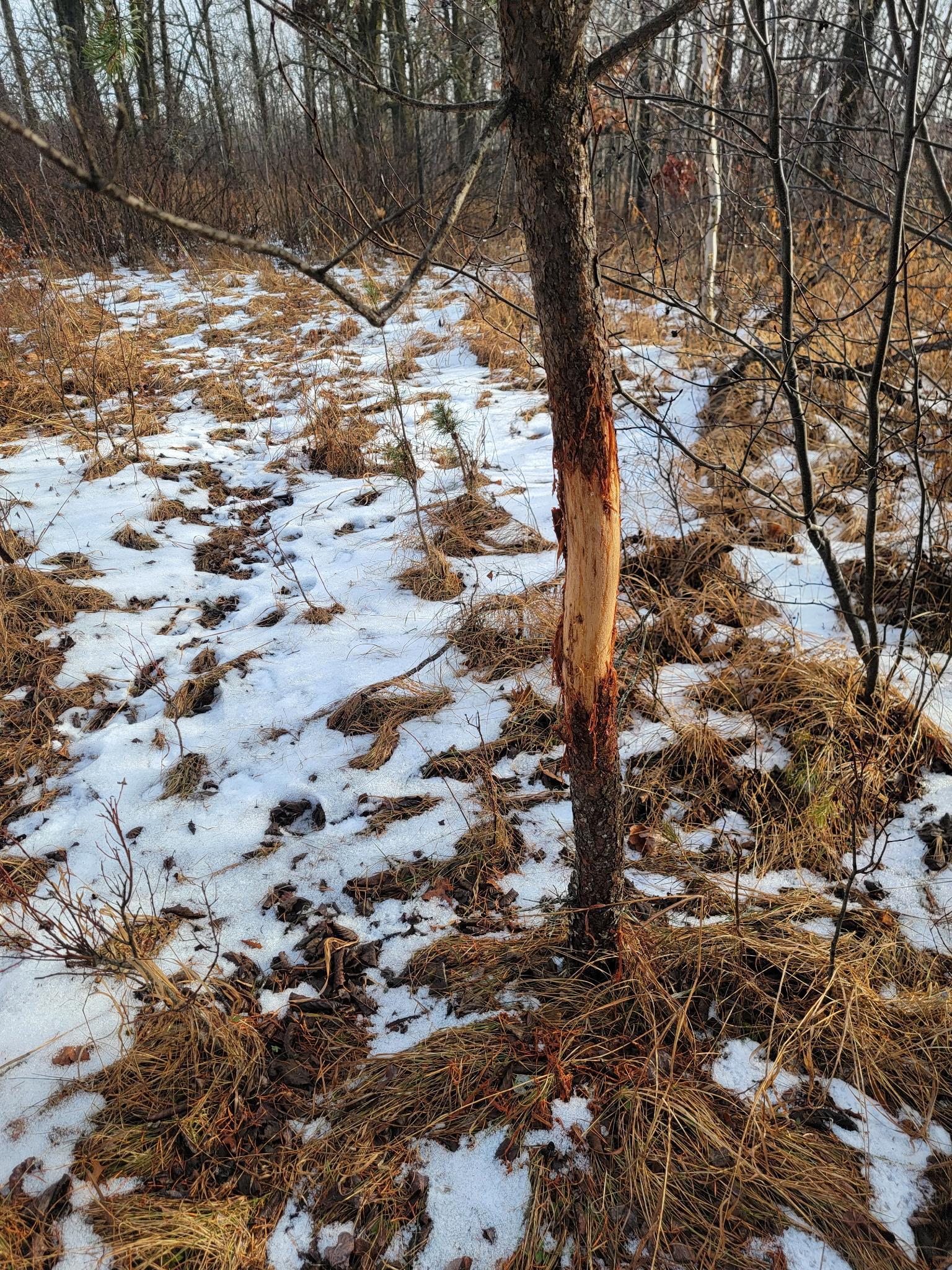 land for sale at 25820 County Road 26 in Sebeka, MN (photo 87 of 105)