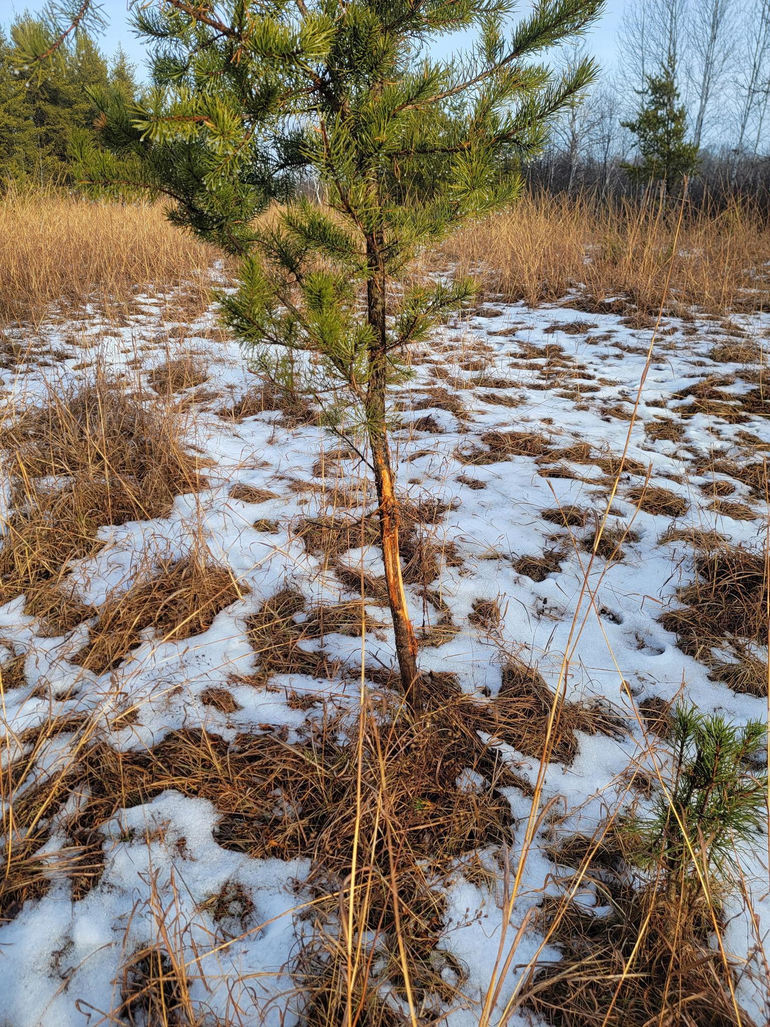 land for sale at 25820 County Road 26 in Sebeka, MN (photo 89 of 105)