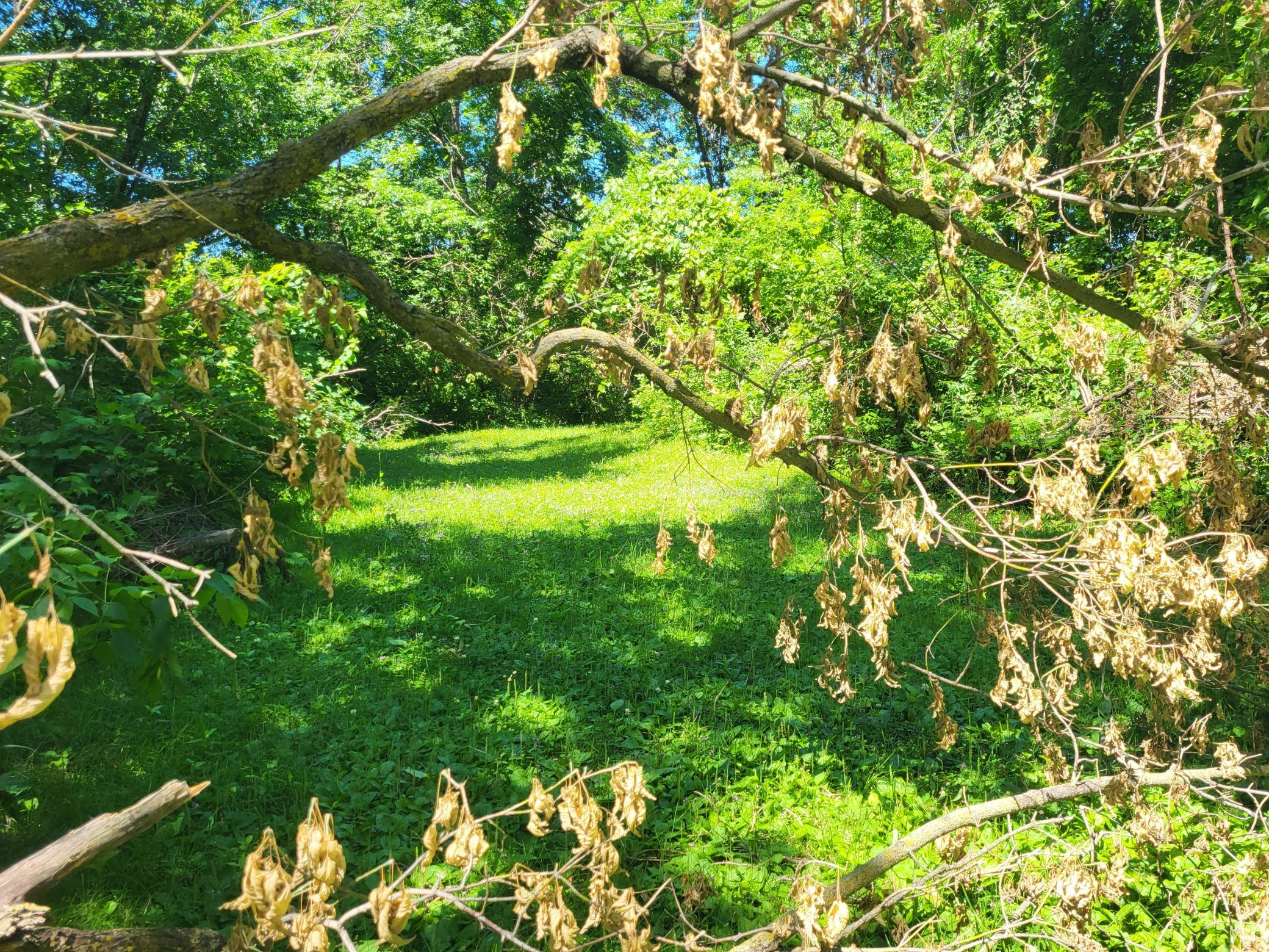 land for sale at Lot 5 Big Chip Trail NW in Garfield, MN (photo 6 of 19)