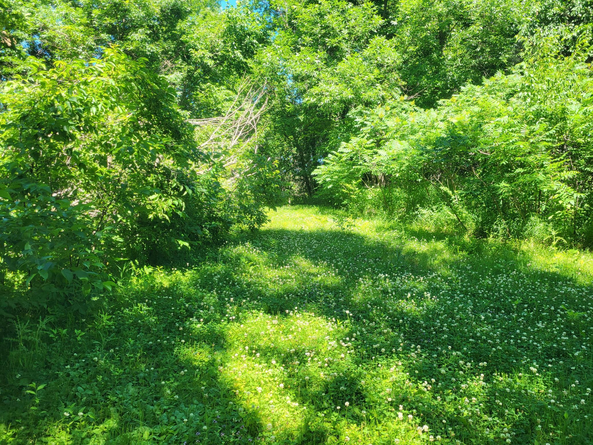 land for sale at Lot 5 Big Chip Trail NW in Garfield, MN (photo 7 of 19)