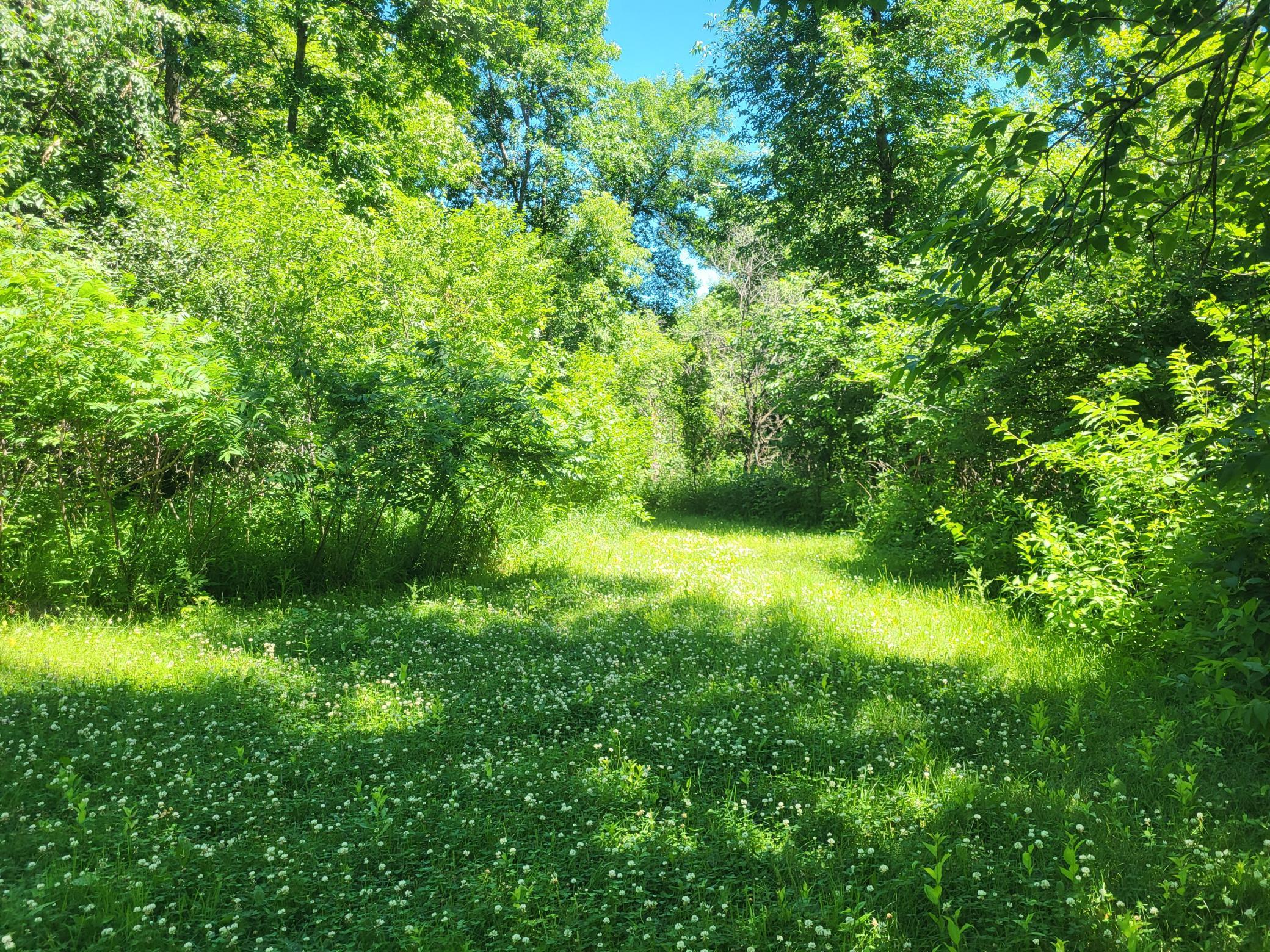 land for sale at Lot 5 Big Chip Trail NW in Garfield, MN (photo 8 of 19)