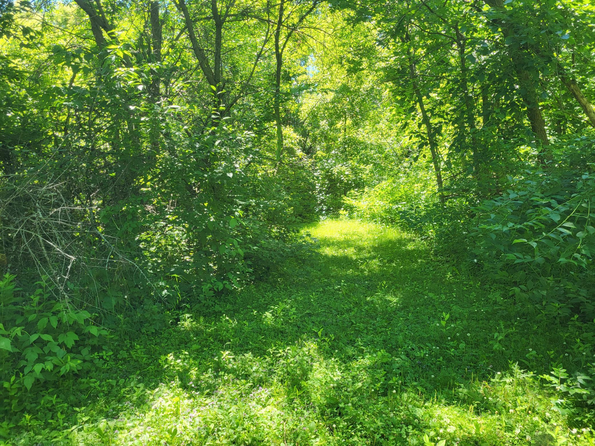 land for sale at Lot 5 Big Chip Trail NW in Garfield, MN (photo 9 of 19)