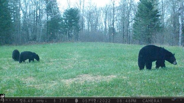 2007 land for sale at 384 Acres TBD Little Pine Road in Emily, MN (photo 18 of 45)