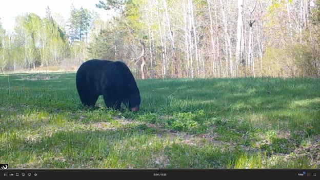 2007 land for sale at 384 Acres TBD Little Pine Road in Emily, MN (photo 19 of 45)