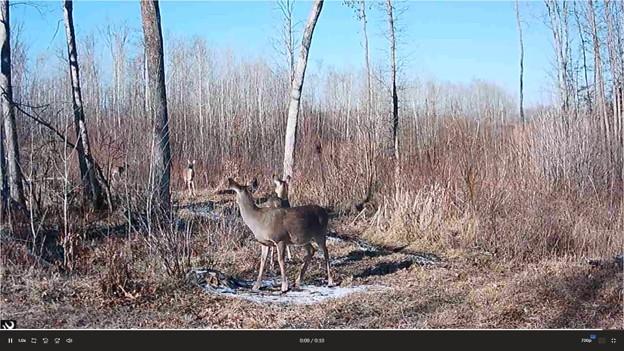 2007 land for sale at 384 Acres TBD Little Pine Road in Emily, MN (photo 24 of 45)