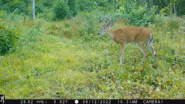 2007 land for sale at 384 Acres TBD Little Pine Road in Emily, MN (photo 32 of 45)