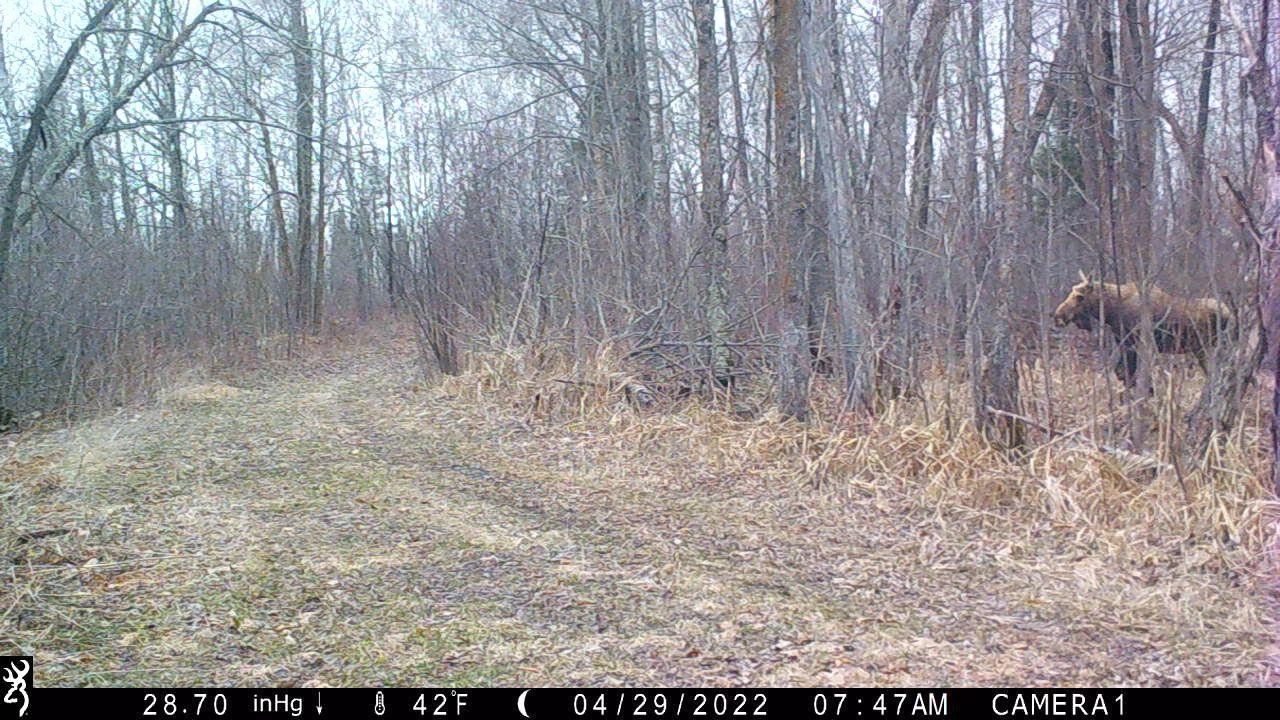 2007 land for sale at 384 Acres TBD Little Pine Road in Emily, MN (photo 35 of 45)
