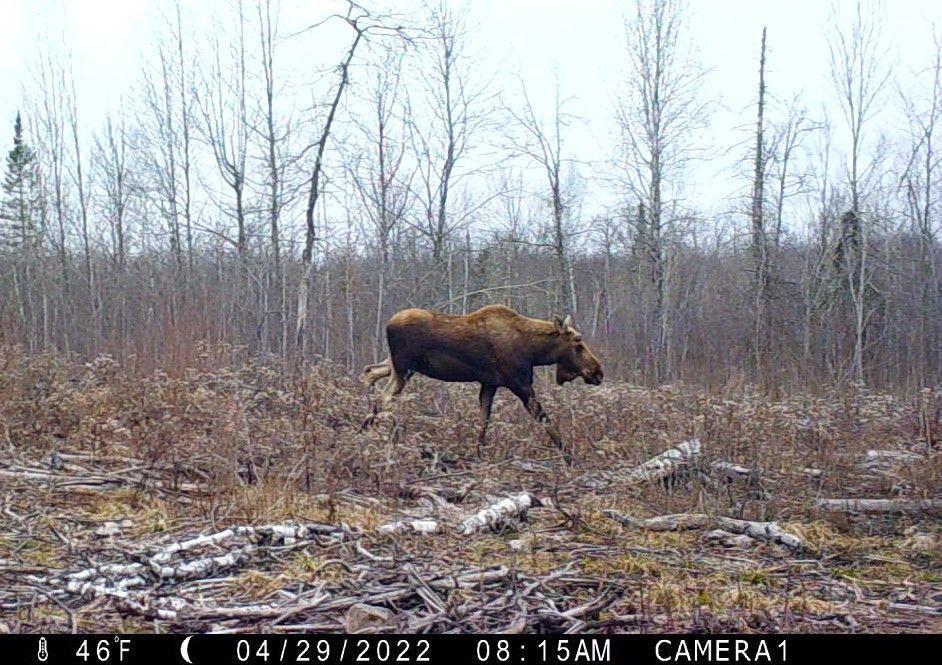 2007 land for sale at 384 Acres TBD Little Pine Road in Emily, MN (photo 36 of 45)