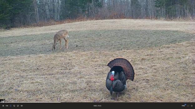 2007 land for sale at 384 Acres TBD Little Pine Road in Emily, MN (photo 39 of 45)