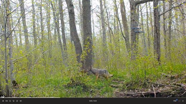 2007 land for sale at 384 Acres TBD Little Pine Road in Emily, MN (photo 41 of 45)