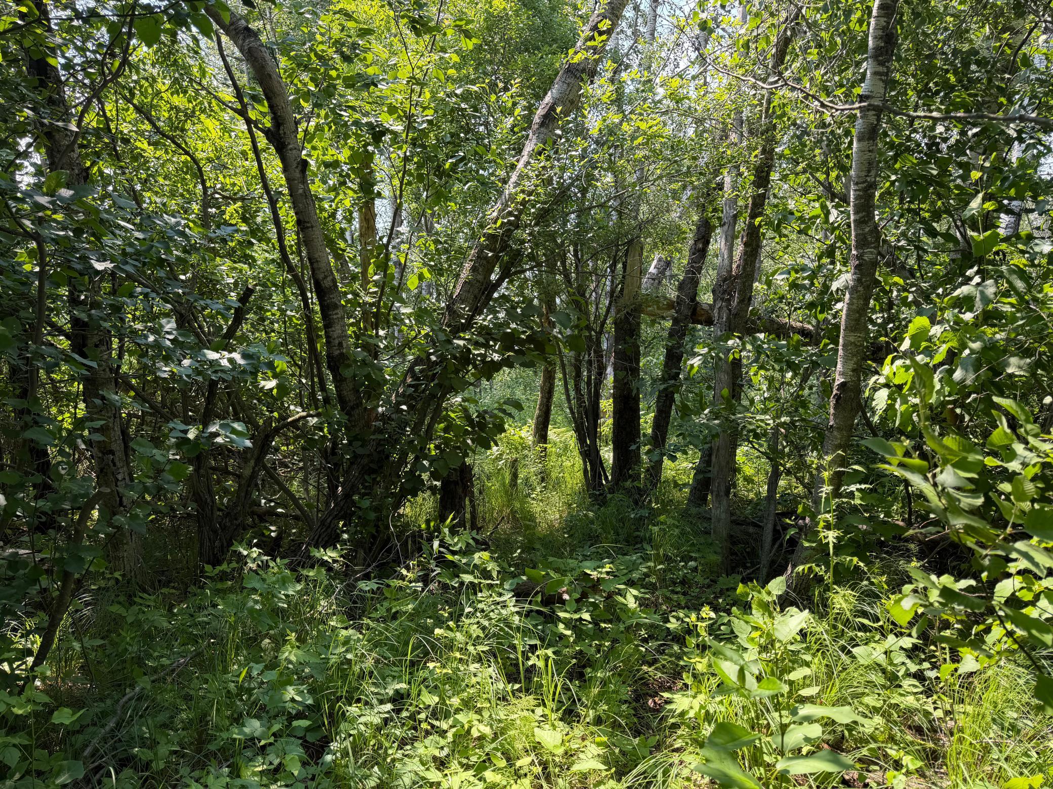 TBD Bunny Hill Road, Sebeka MN 56477 - Photo 14 of 23