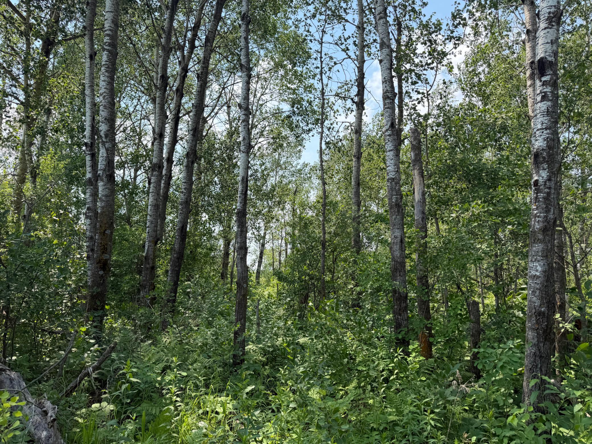 TBD Bunny Hill Road, Sebeka MN 56477 - Photo 15 of 23