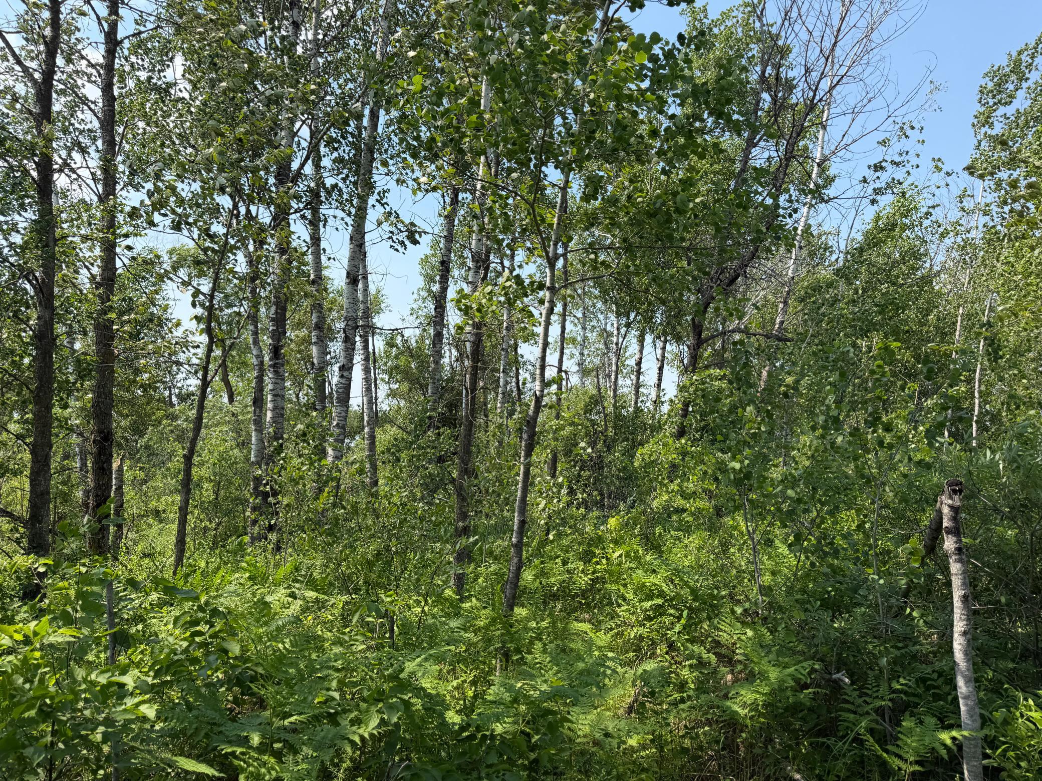 TBD Bunny Hill Road, Sebeka MN 56477 - Photo 16 of 23