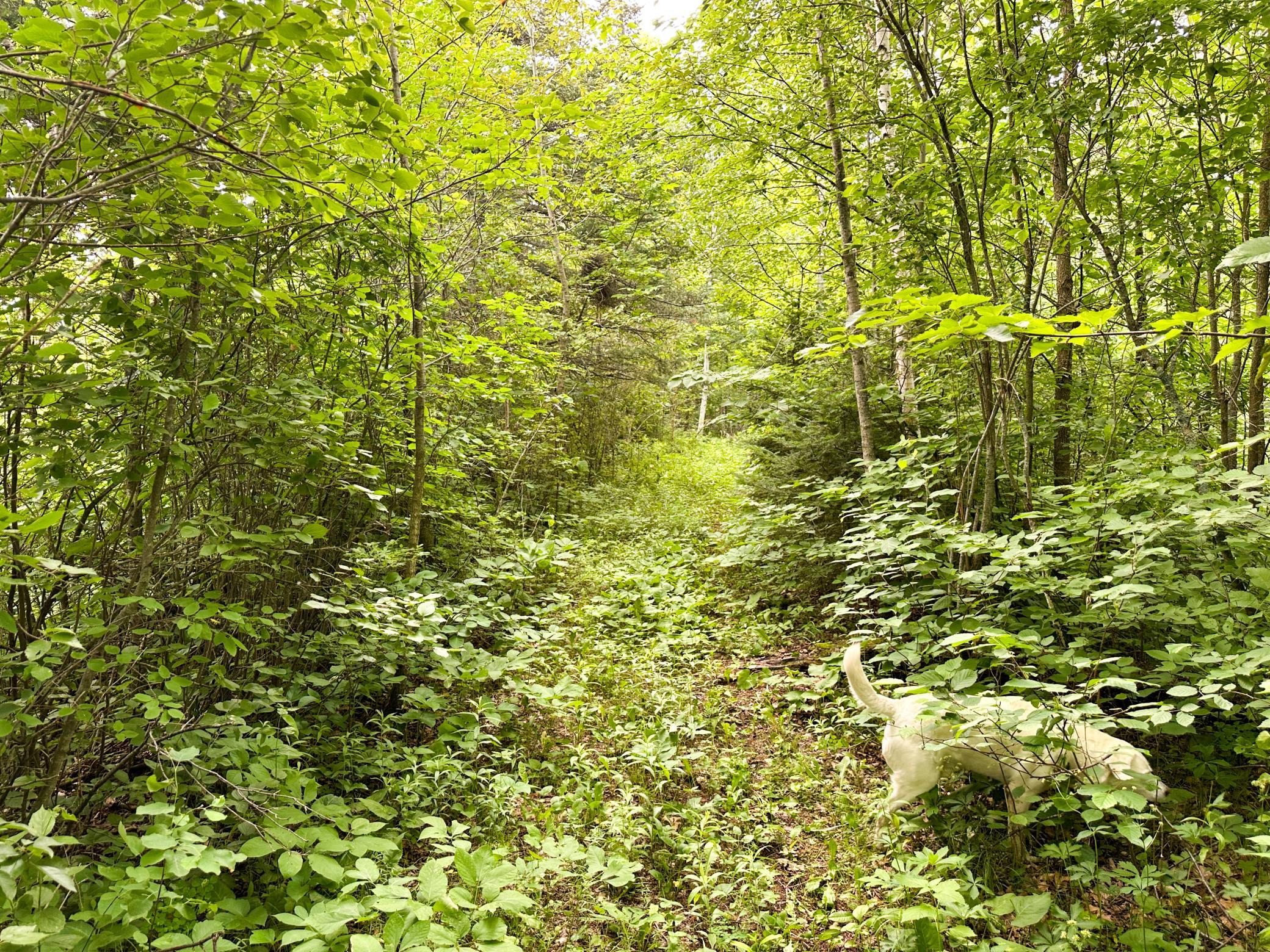 1991 land for sale at 38953 Ada Beach Road in Waubun, MN (photo 22 of 94)