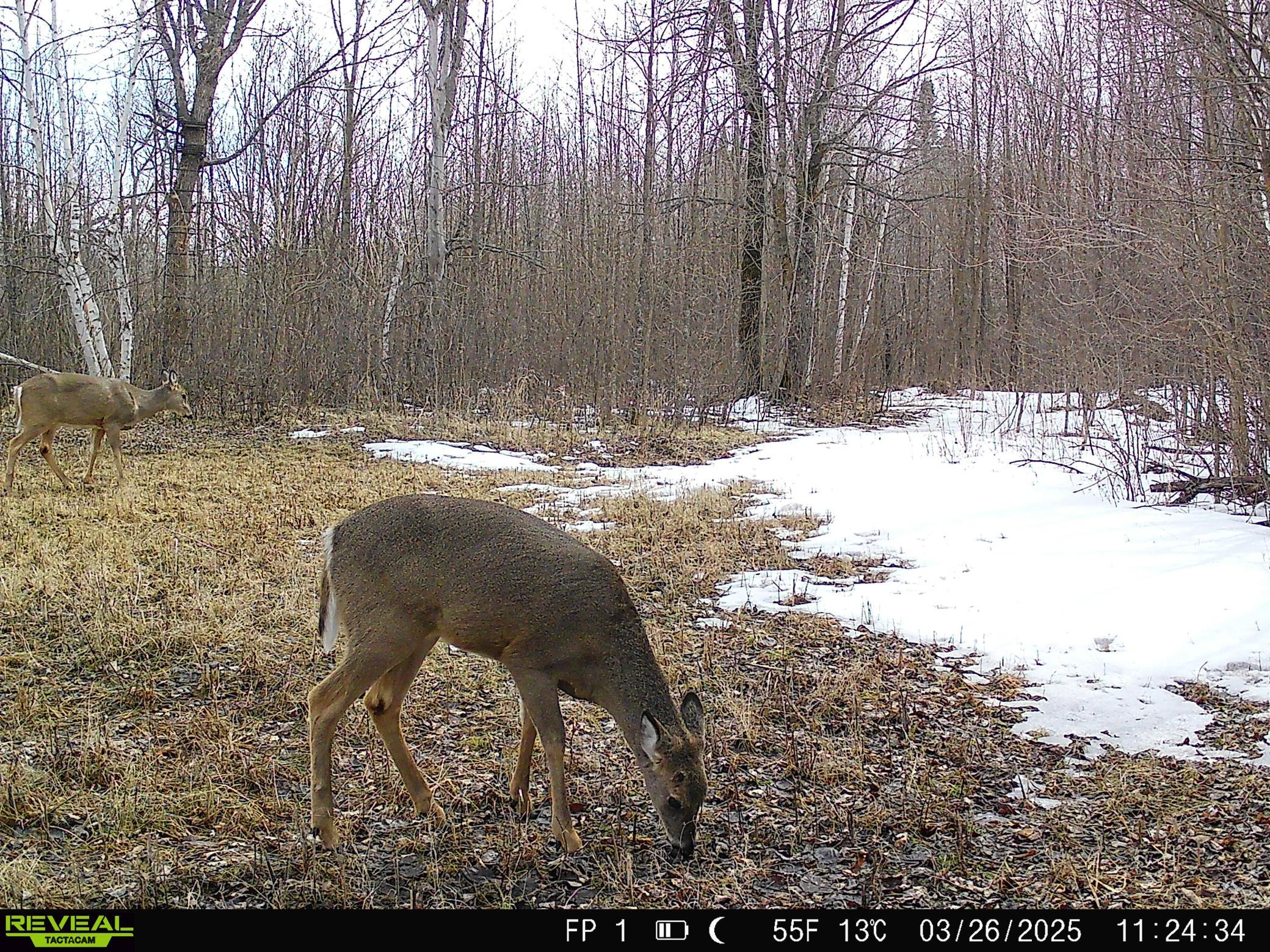 1991 land for sale at 38953 Ada Beach Road in Waubun, MN (photo 84 of 94)