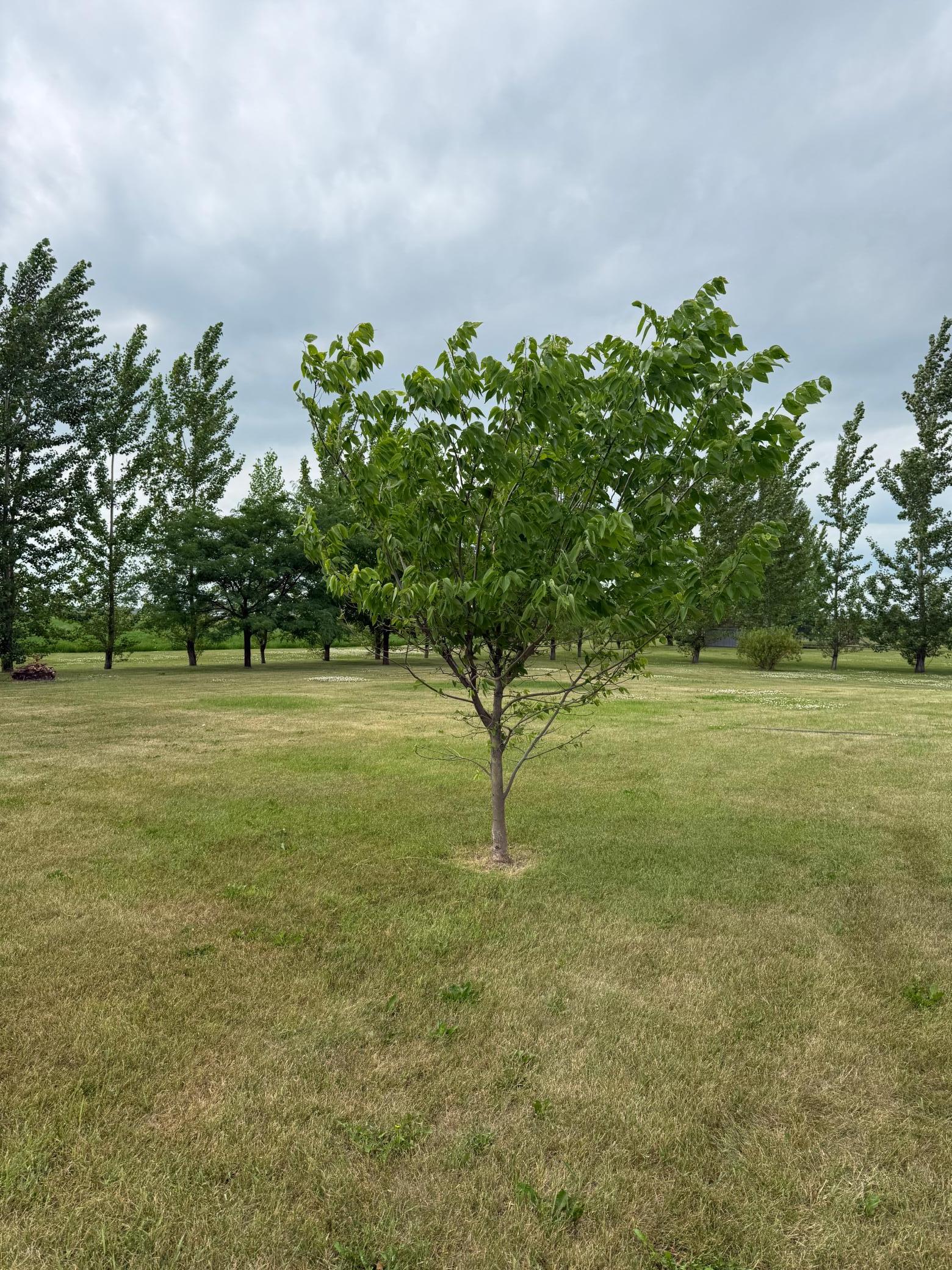 2005 single family home for sale at 703 7th Street W in Ada, MN — 4 bed, 3 bath (photo 9 of 41)