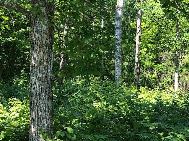 TBD State 84 NE, Longville MN 56655 - Photo 6 of 7