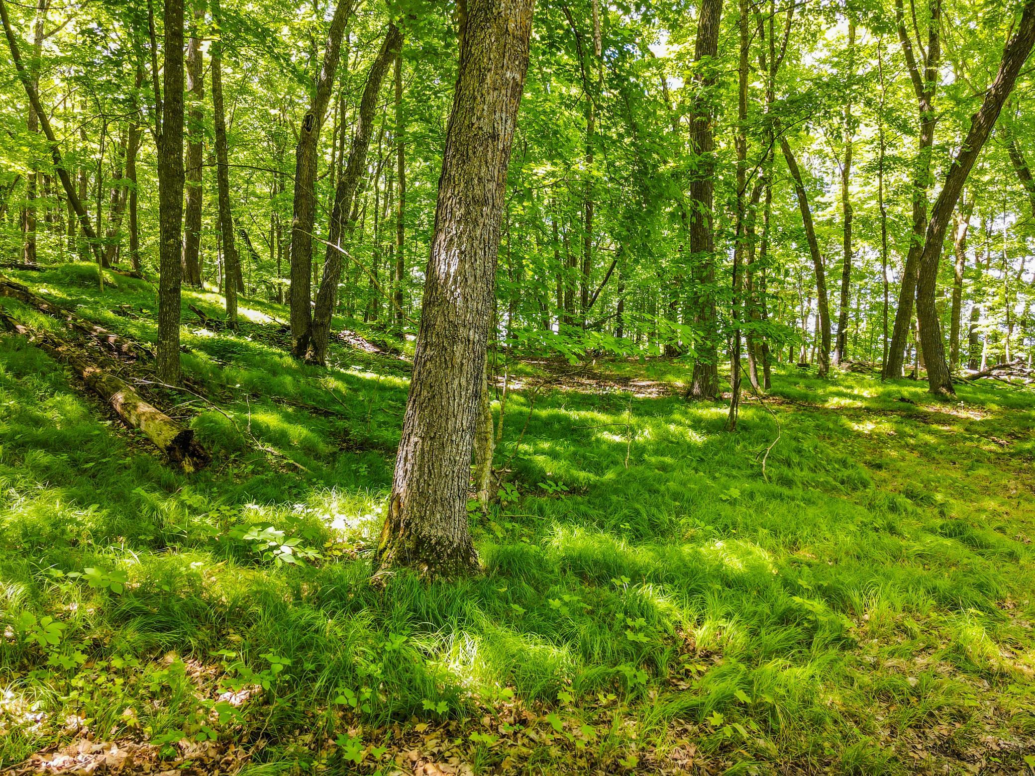 land for sale at 44698 Idas Road in Osage, MN (photo 4 of 18)