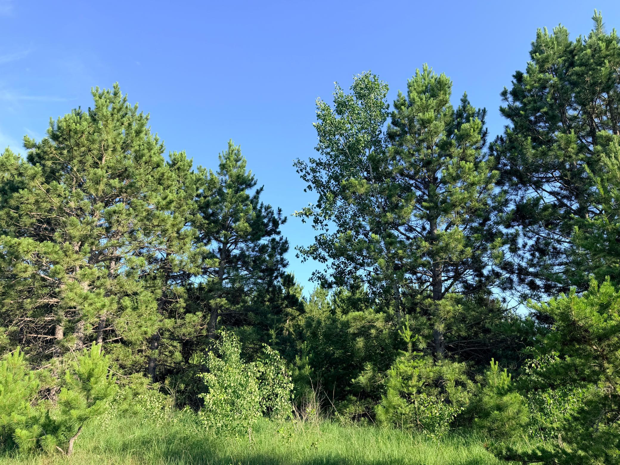 TBD 372nd St, Menahga MN 56464 - Photo 3 of 6