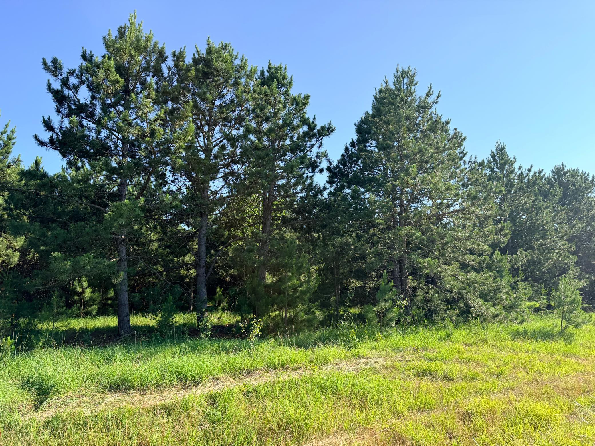 TBD 372nd St, Menahga MN 56464 - Photo 4 of 6