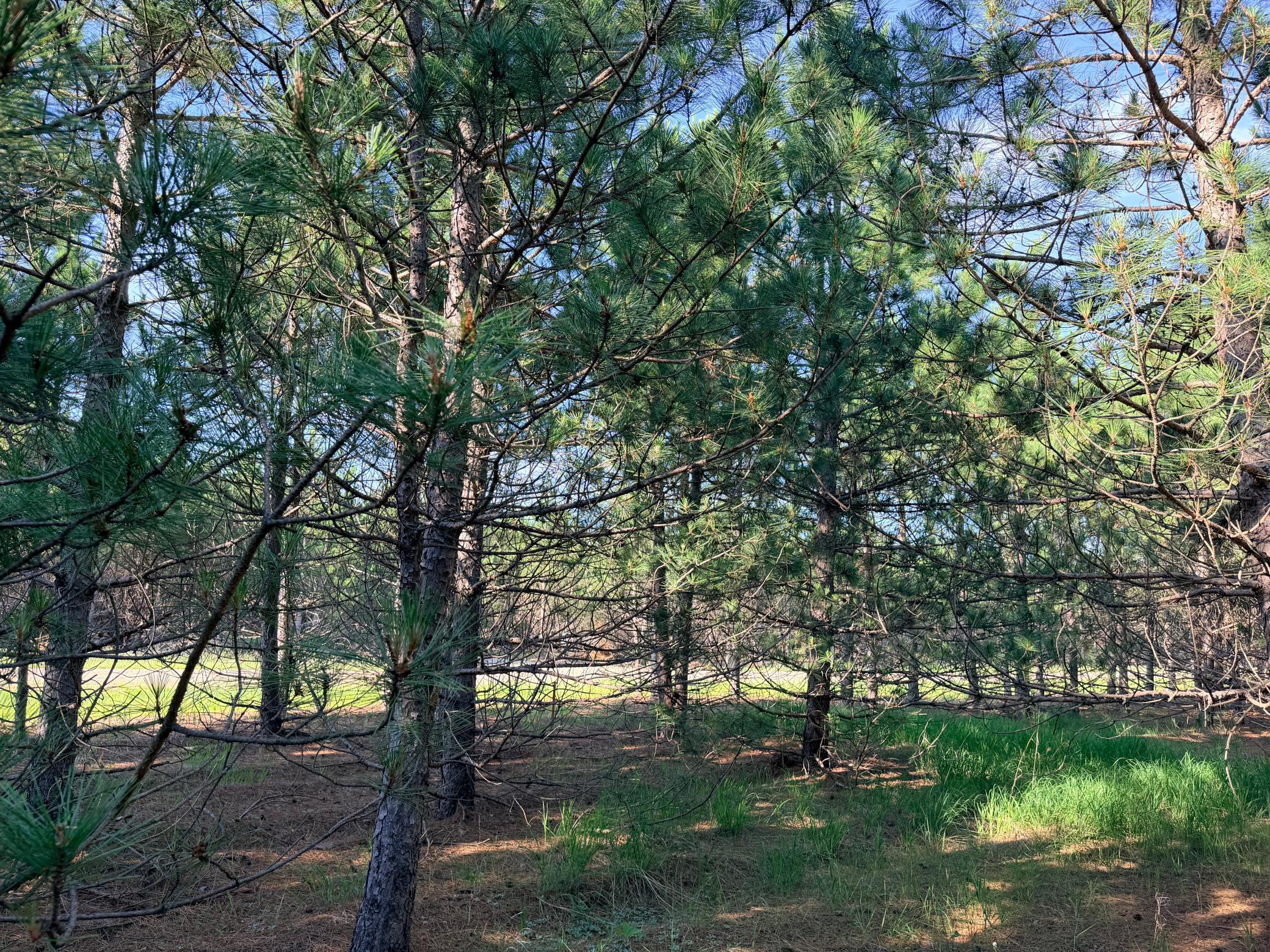 TBD Lita Lane, Menahga MN 56464 - Photo 5 of 5