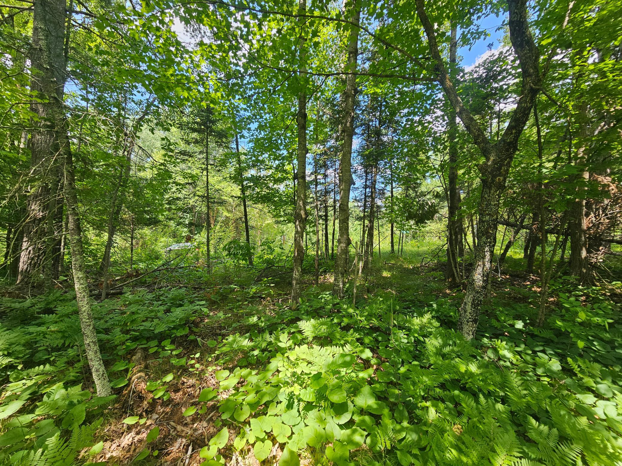 TBD Cedar Shores Drive, Deerwood Twp MN 56444 - Photo 5 of 10