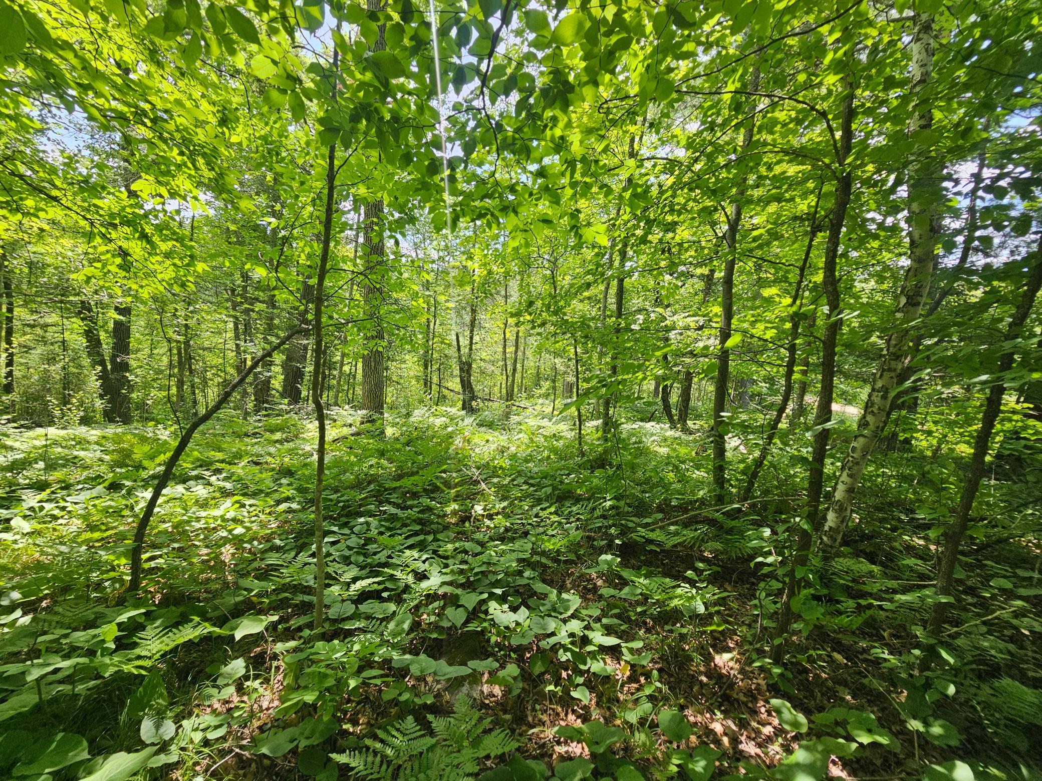 TBD Cedar Shores Drive, Deerwood Twp MN 56444 - Photo 9 of 10