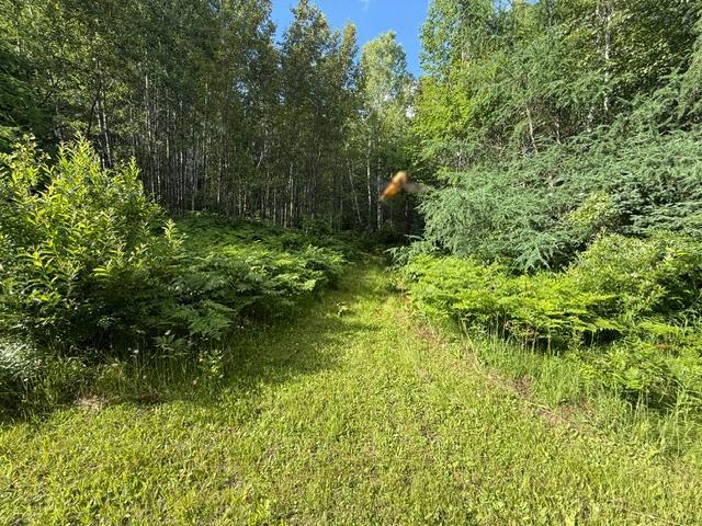 land for sale at TBD N Moose Lake Road in Pennington, MN (photo 7 of 26)