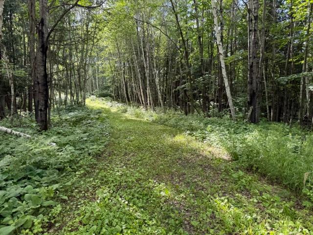 land for sale at TBD N Moose Lake Road in Pennington, MN (photo 10 of 26)