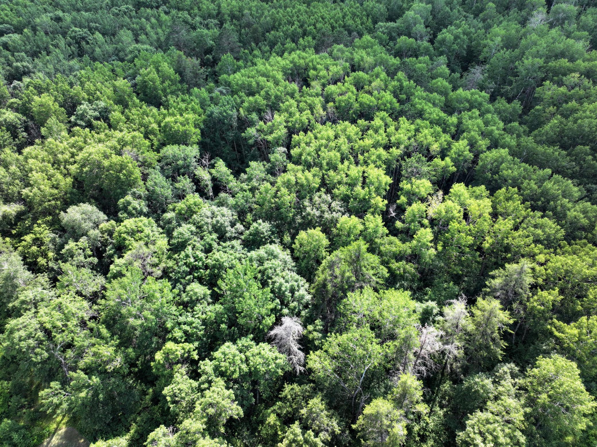 TBD US 71 - 16.7 AC, Park Rapids MN 56470 - Photo 4 of 12