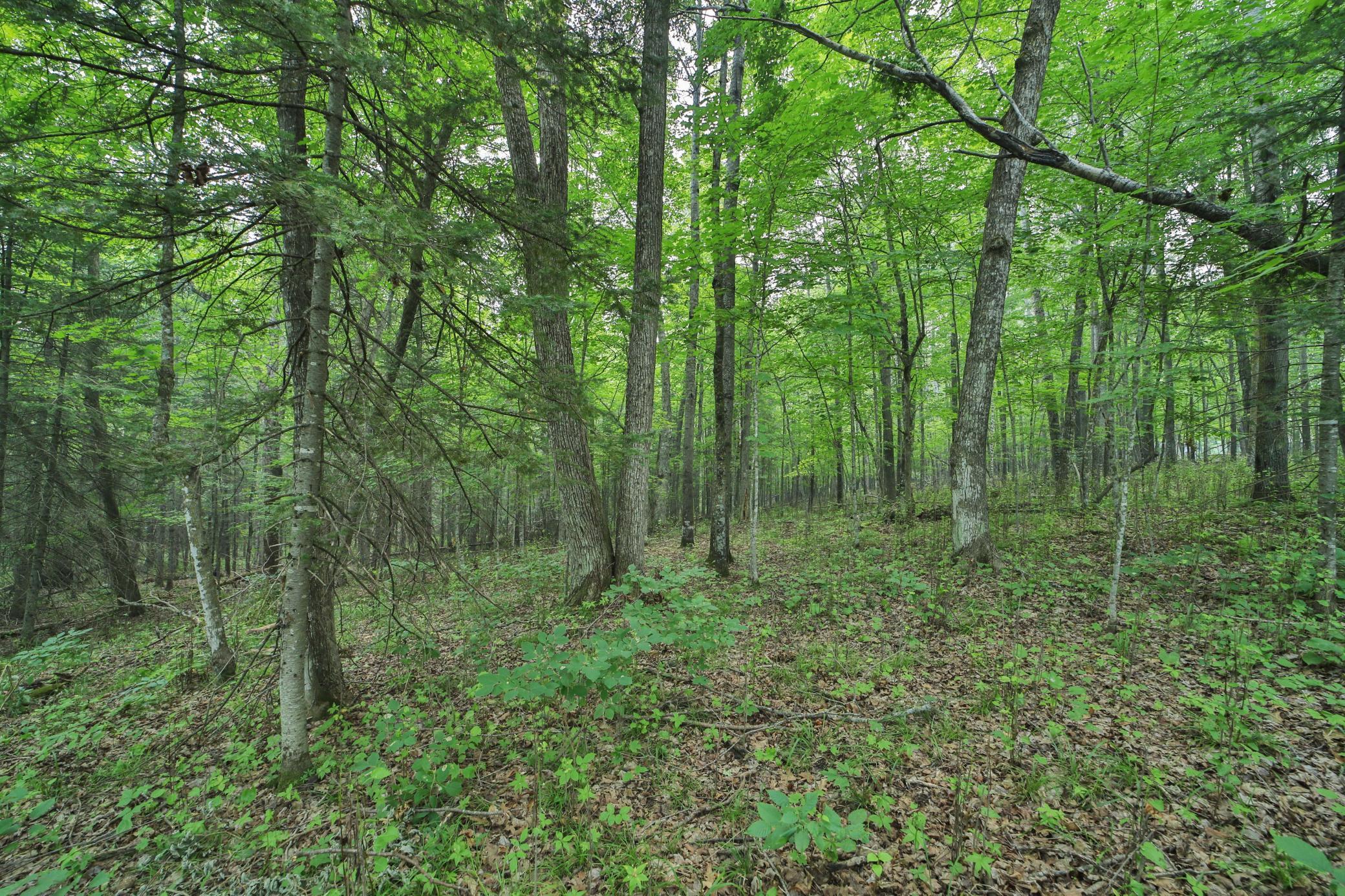TBD 178th Ln/Garden Lane, McGregor MN 55760 - Photo 2 of 6