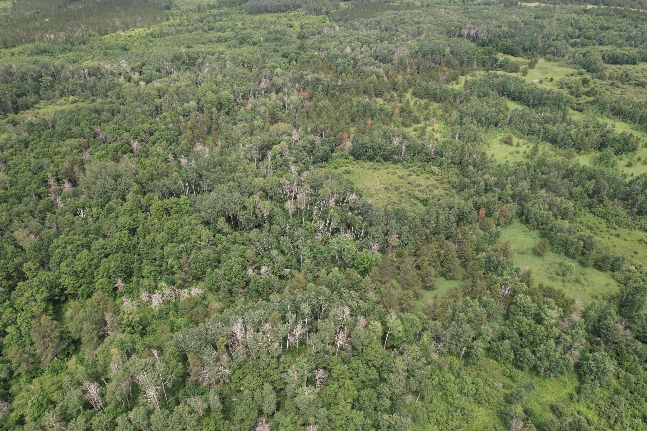 TBD 350th Street, Menahga MN 56464 - Photo 20 of 100