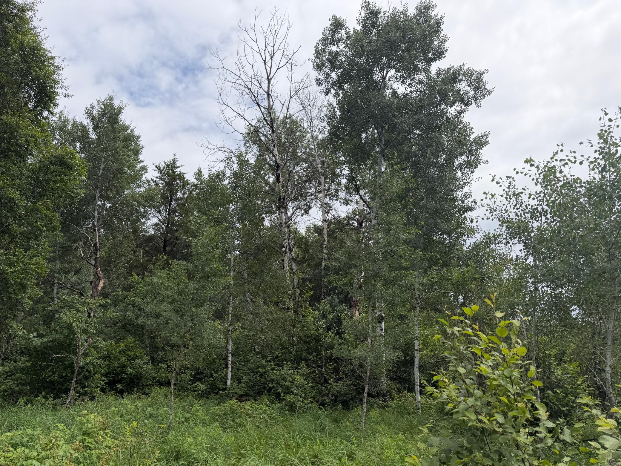 TBD 350th Street, Menahga MN 56464 - Photo 37 of 100