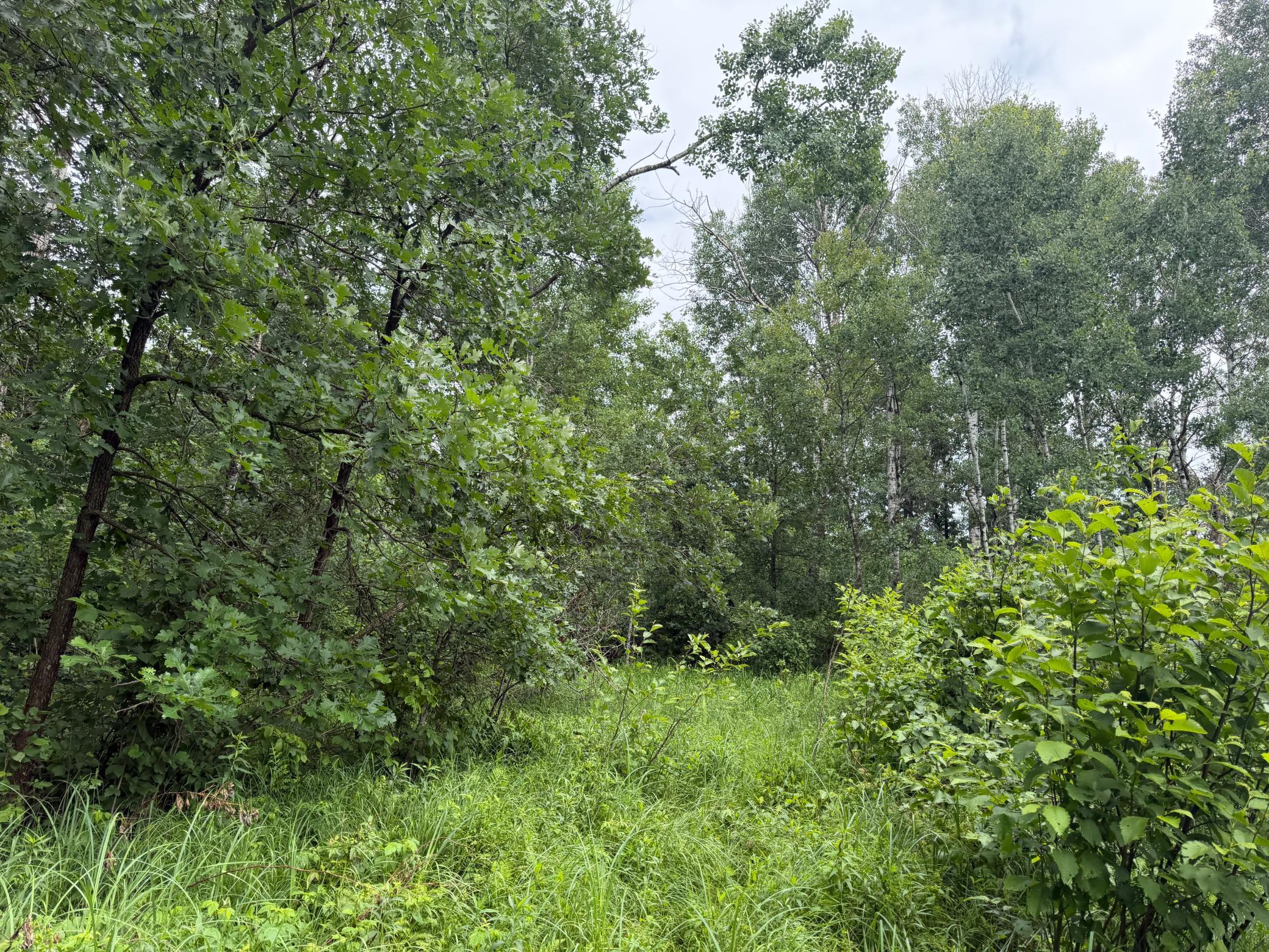 TBD 350th Street, Menahga MN 56464 - Photo 41 of 100