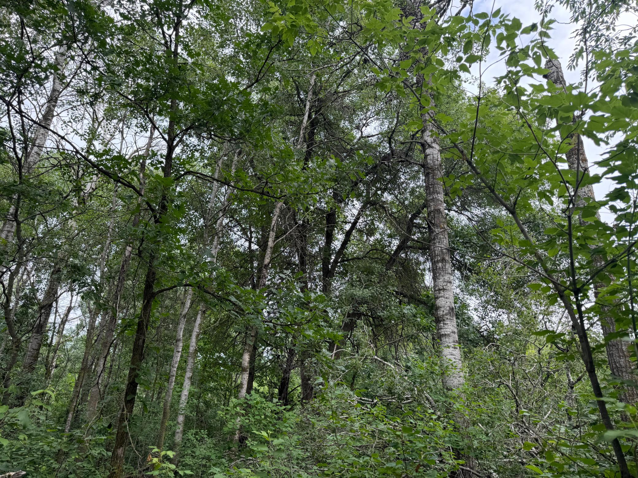 TBD 350th Street, Menahga MN 56464 - Photo 43 of 100