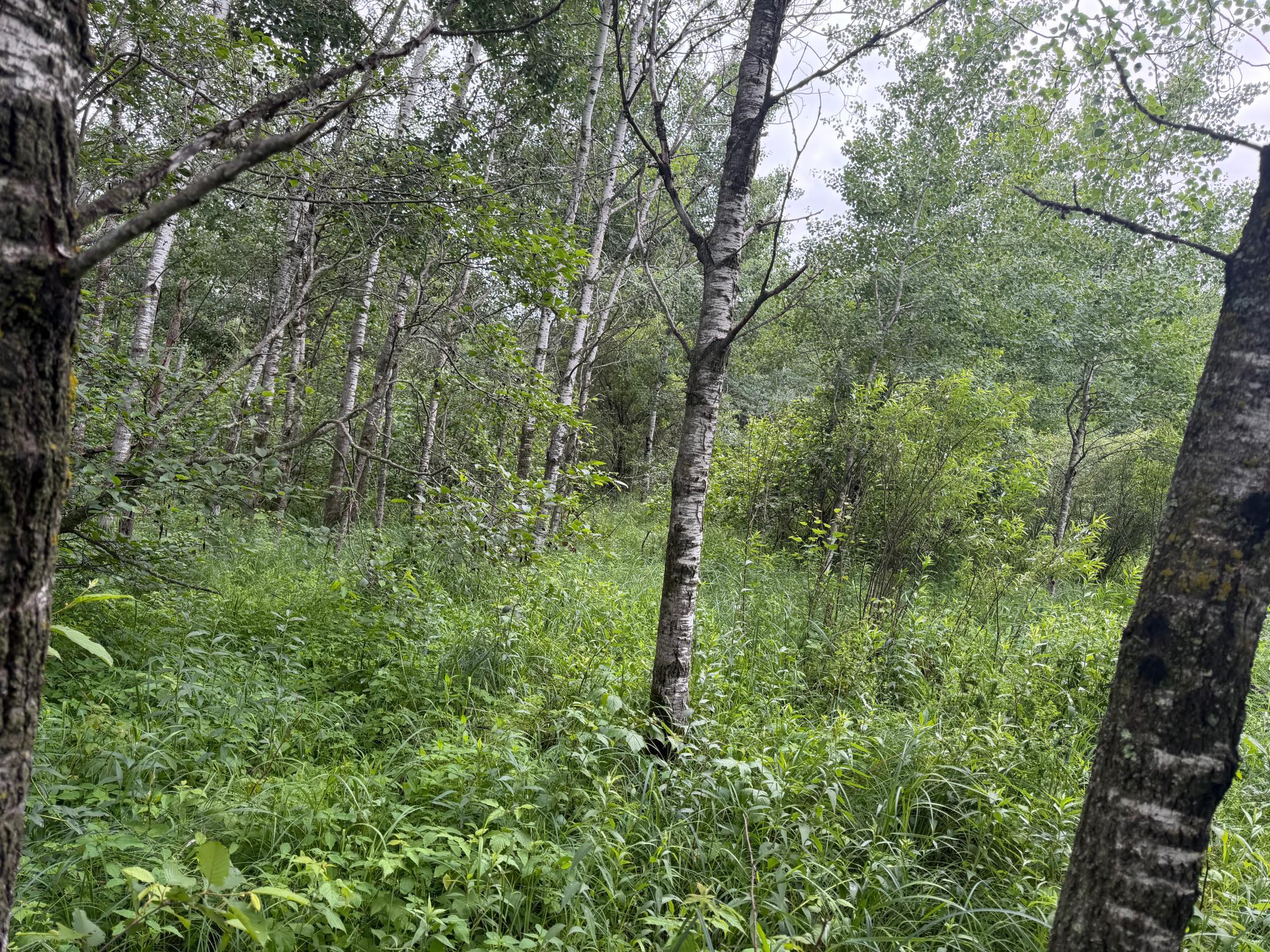 TBD 350th Street, Menahga MN 56464 - Photo 44 of 100
