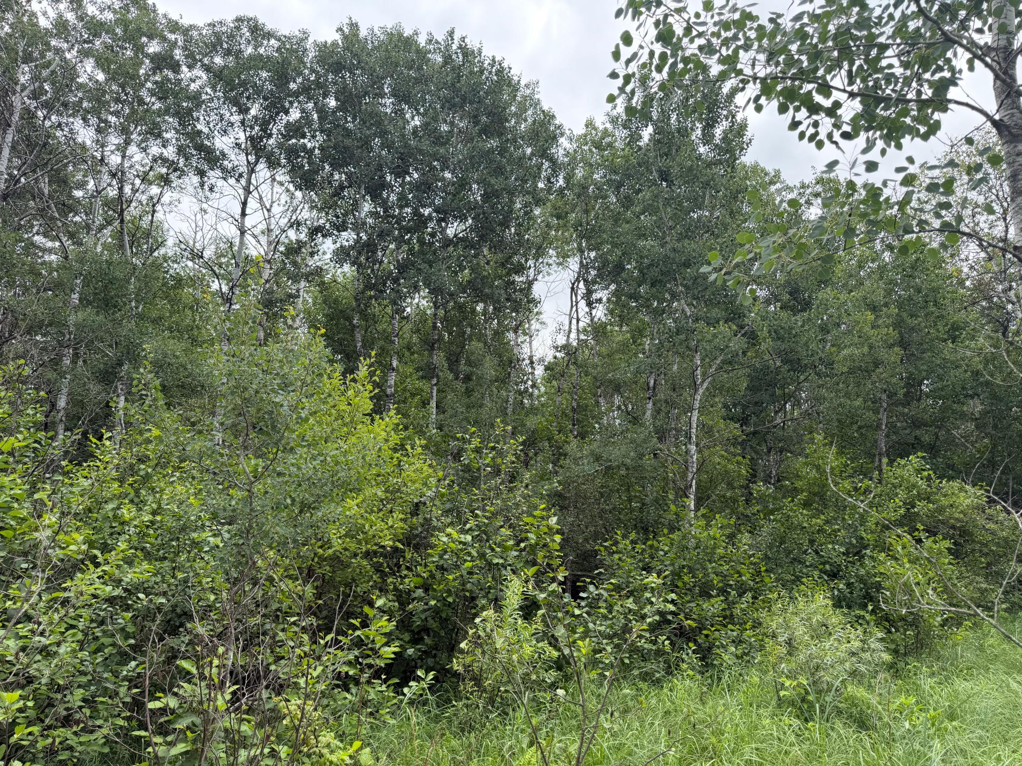 TBD 350th Street, Menahga MN 56464 - Photo 46 of 100