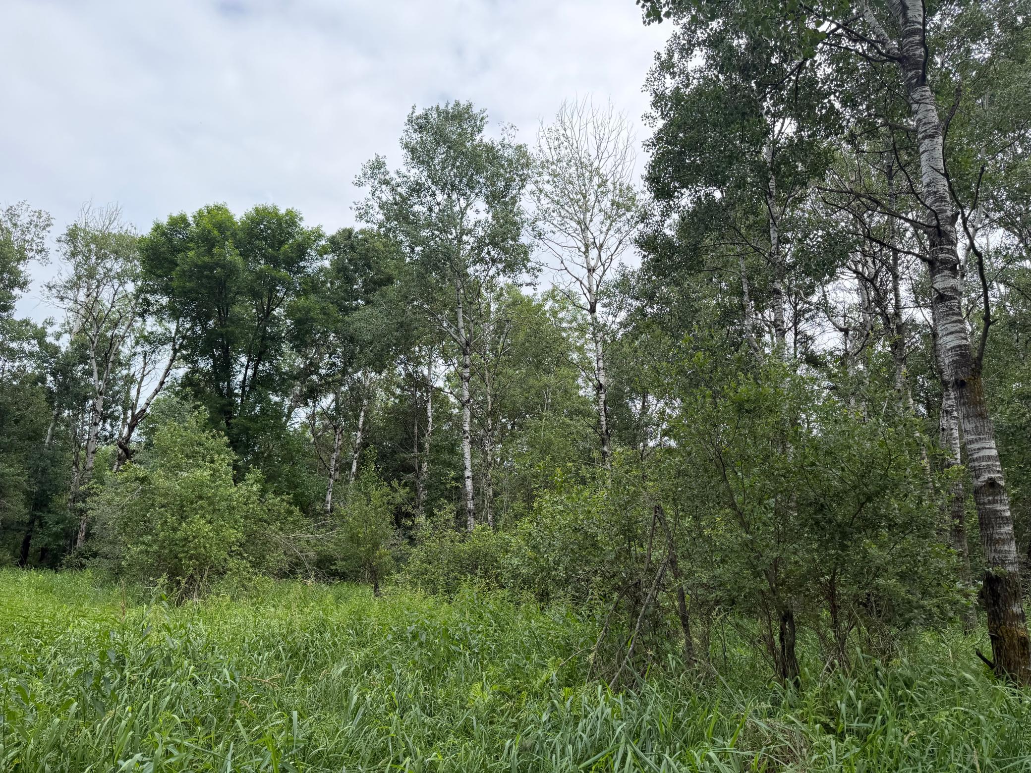 TBD 350th Street, Menahga MN 56464 - Photo 47 of 100