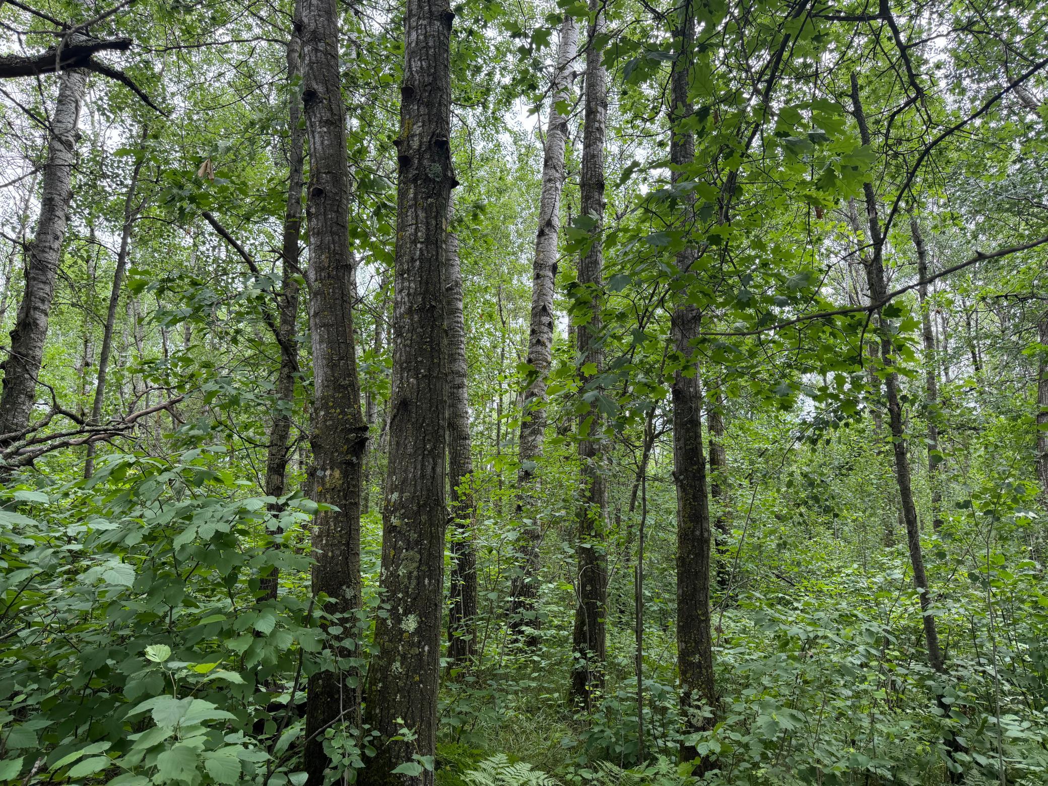 TBD 350th Street, Menahga MN 56464 - Photo 48 of 100