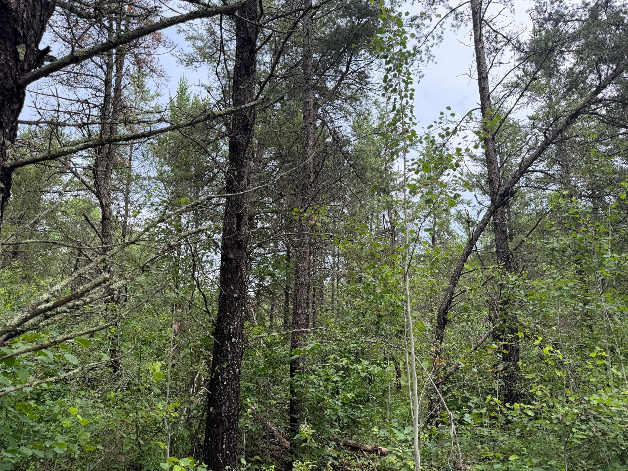 TBD 350th Street, Menahga MN 56464 - Photo 49 of 100