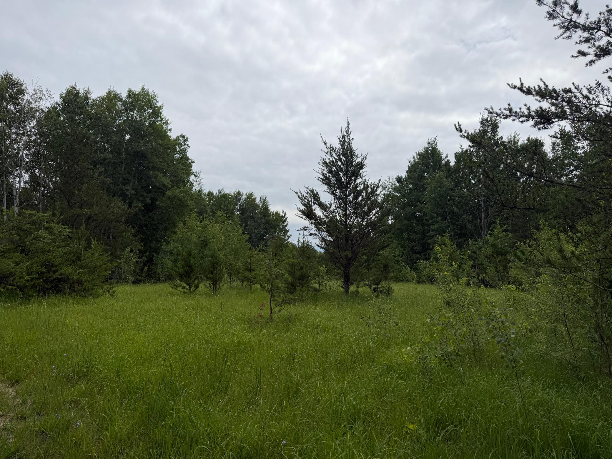 TBD 350th Street, Menahga MN 56464 - Photo 52 of 100