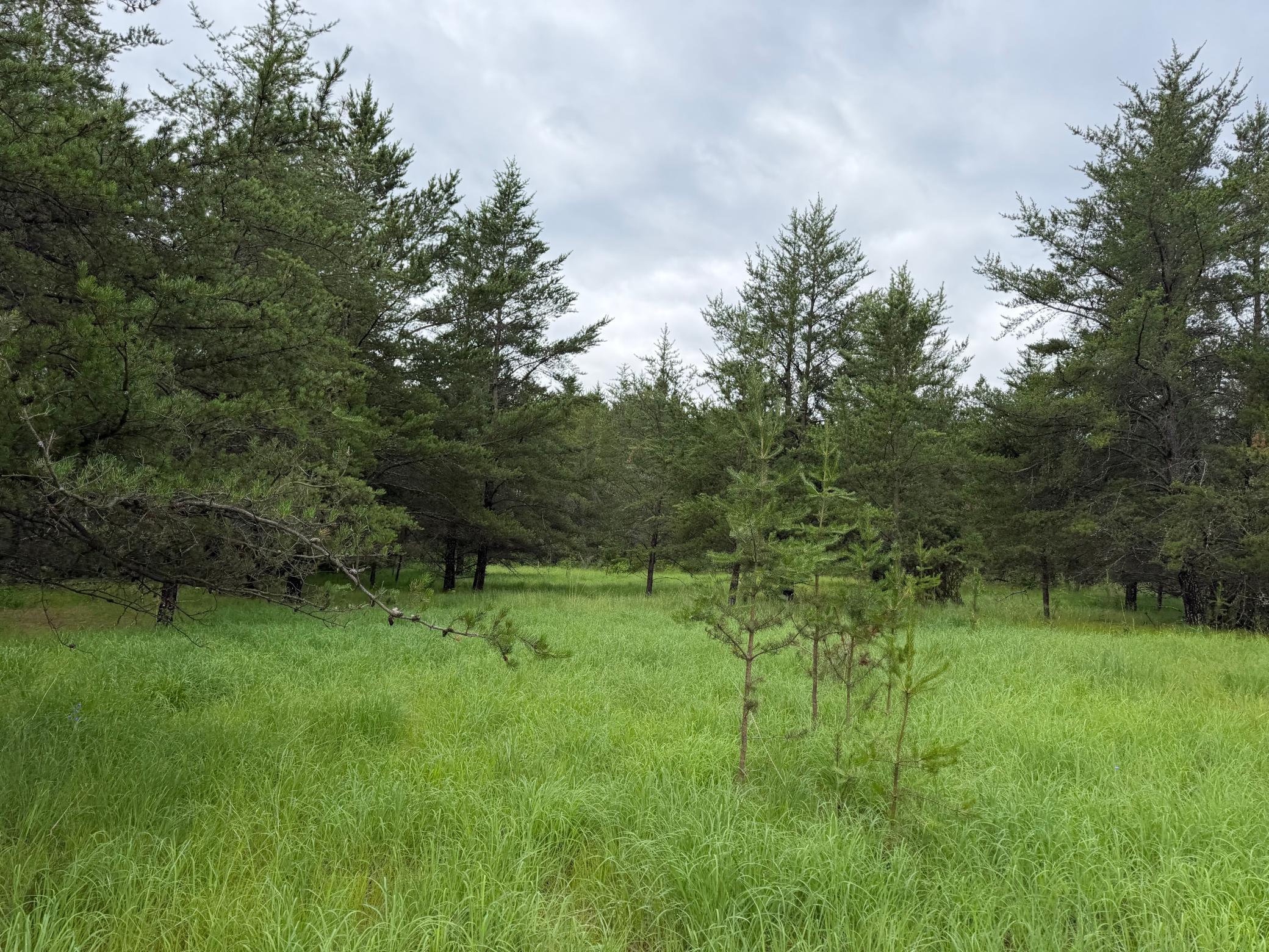 TBD 350th Street, Menahga MN 56464 - Photo 83 of 100