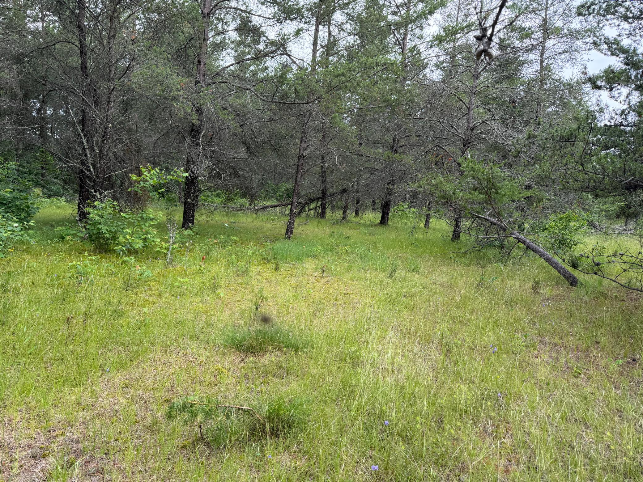 TBD 350th Street, Menahga MN 56464 - Photo 85 of 100