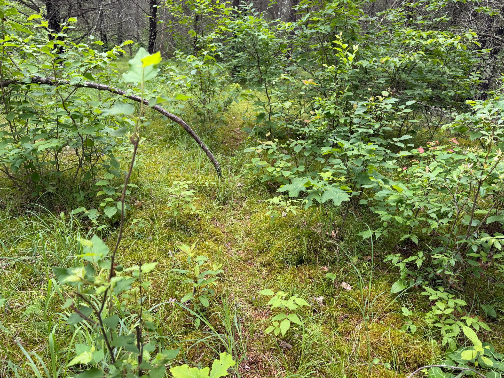 TBD 350th Street, Menahga MN 56464 - Photo 87 of 100