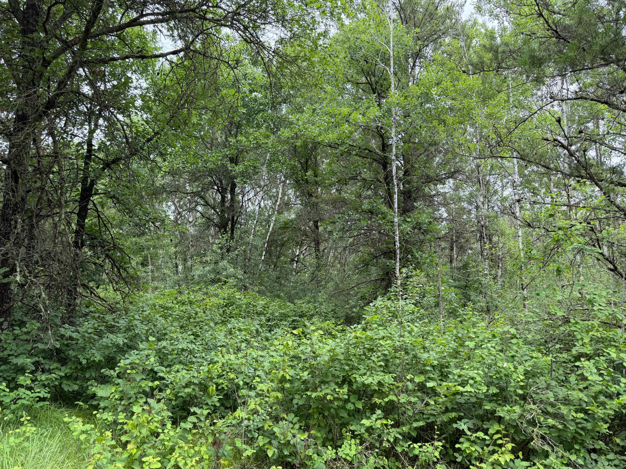 TBD 350th Street, Menahga MN 56464 - Photo 91 of 100