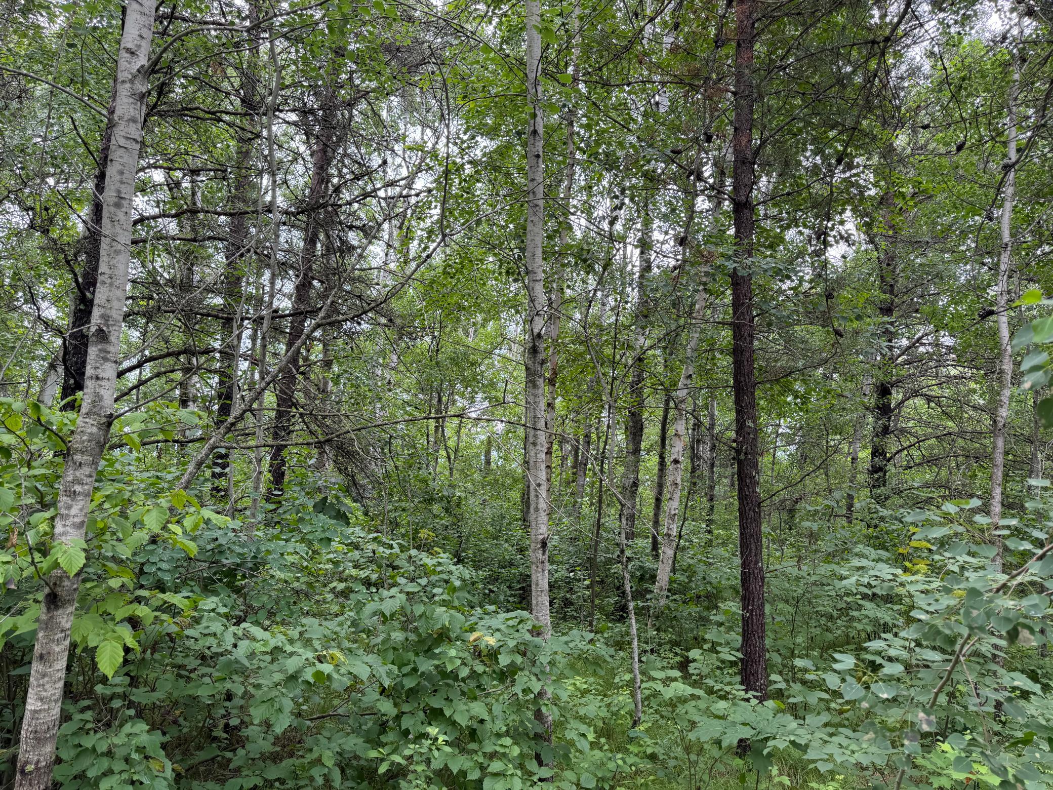 TBD 350th Street, Menahga MN 56464 - Photo 92 of 100