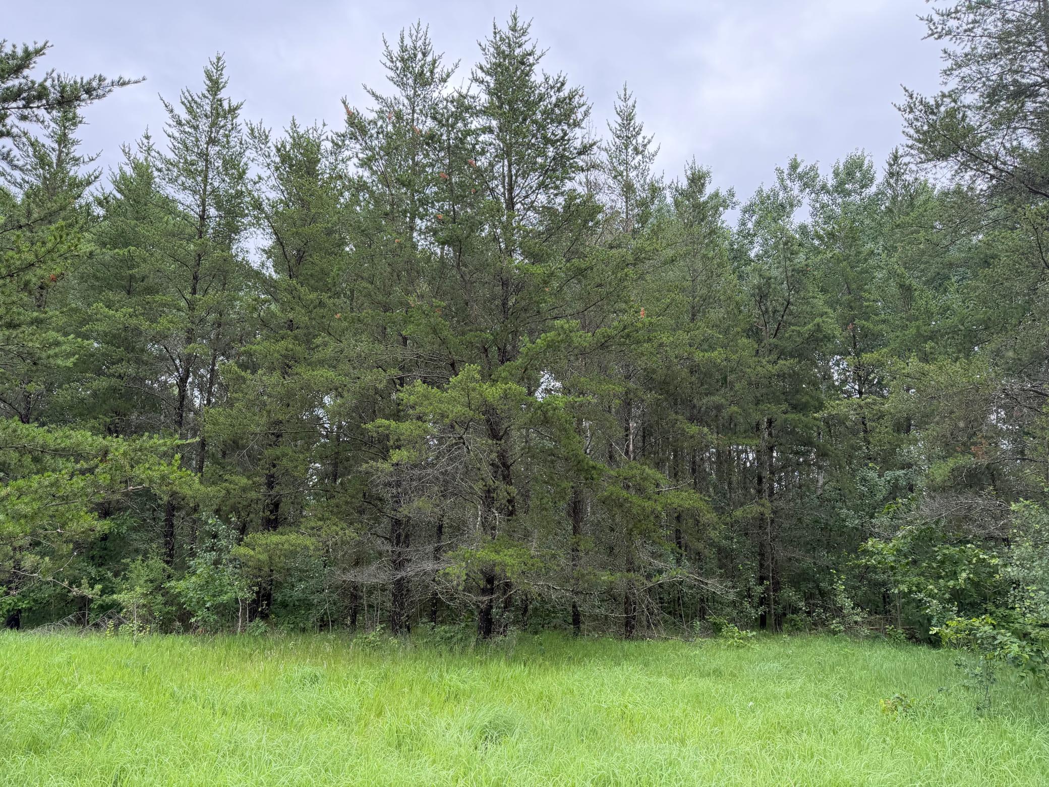 TBD- 350th Street, Menahga MN 56464 - Photo 16 of 55