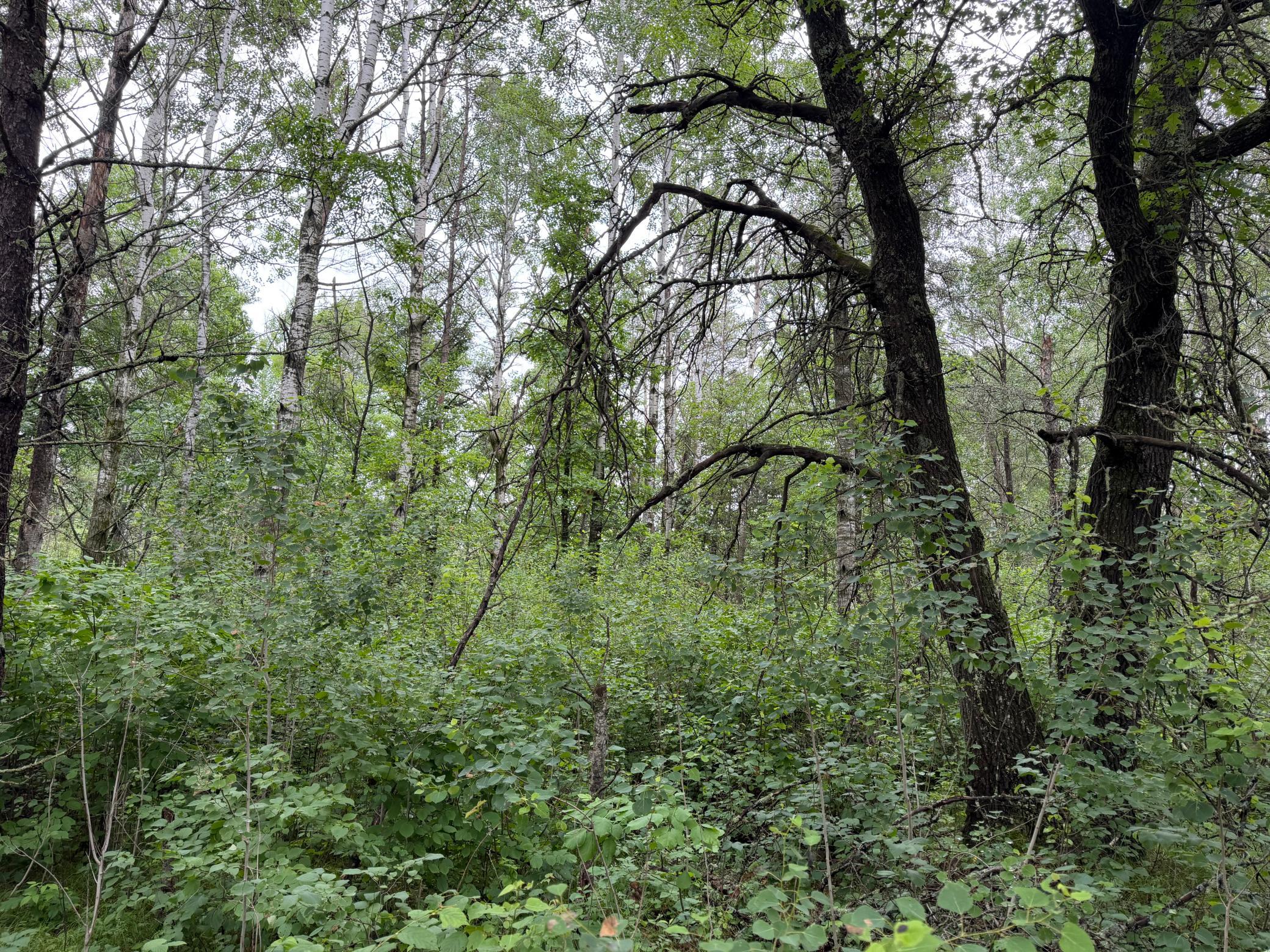 TBD- 350th Street, Menahga MN 56464 - Photo 17 of 55